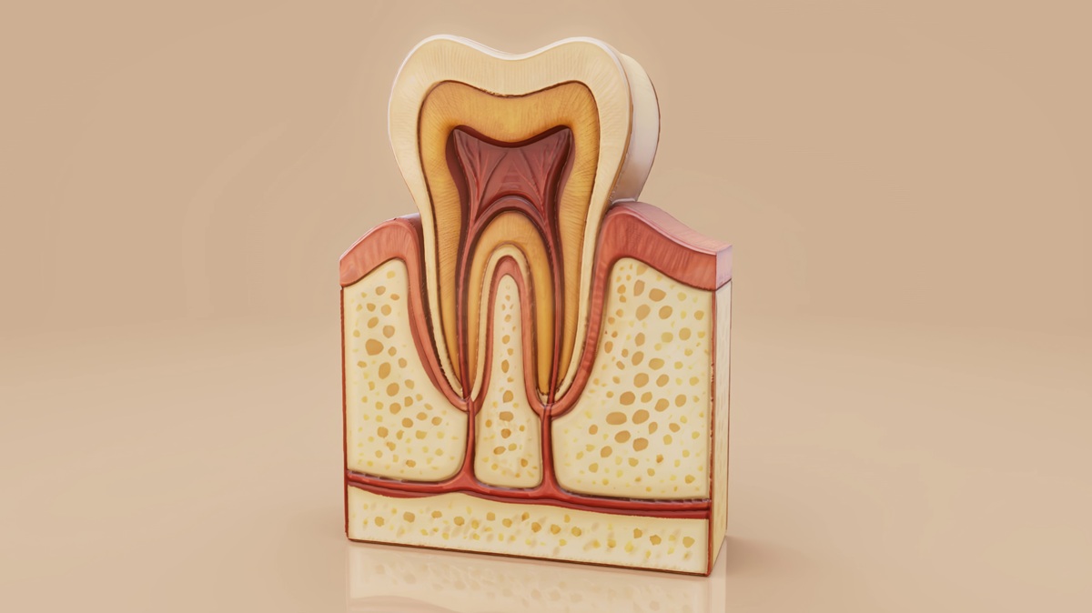 Endodoncias-y-dientes-desvitalizados-clinica-dental-gran-via-alicante-dentista-alicante-clinica-dental-alicante