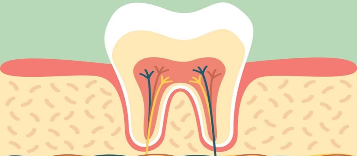 tejidos-dentales-clinica-dental-gran-via-alicante-dentista-alicante-clinica-dental-alicante-